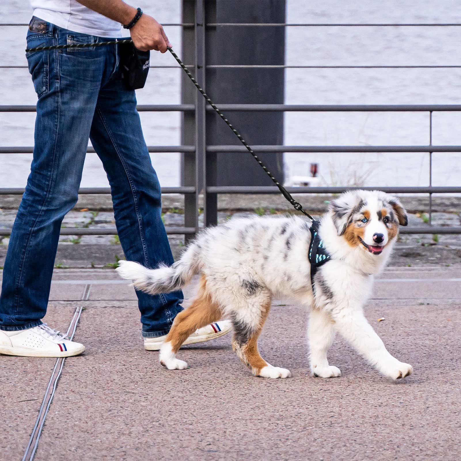 Correa de Nylon para Pasear Perros